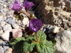 Phacelia calthifolia