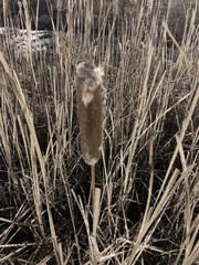 Typha × glauca