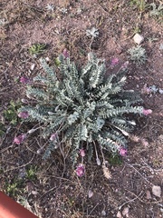 Astragalus mollissimus