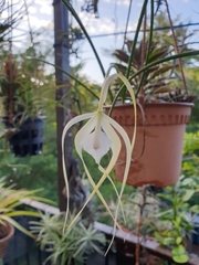 Brassavola cucullata