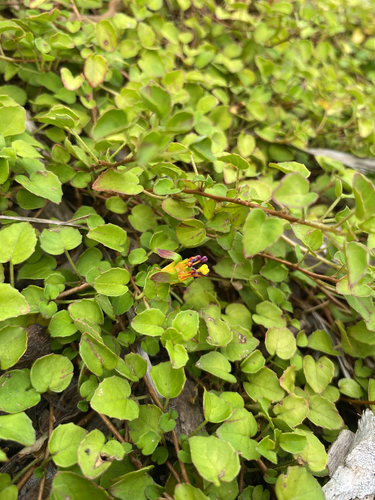 Fuchsia procumbens, photograph 5