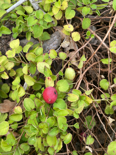 Fuchsia procumbens, photograph 6