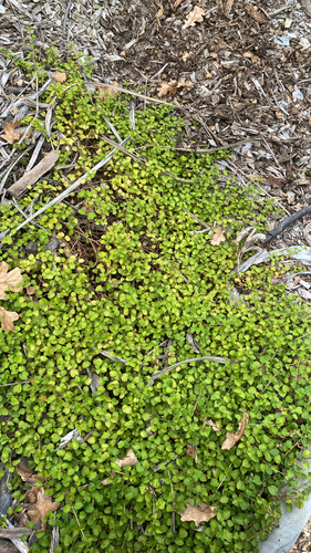 Creeping Fuchsia (Fuchsia procumbens)