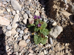 Phacelia calthifolia