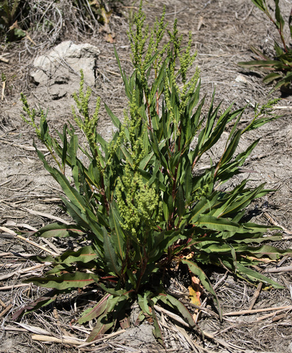 swamp dock (Rumex verticillatus)