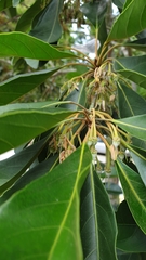 Elaeocarpus bancroftii