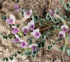 Astragalus pringlei