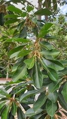 Elaeocarpus bancroftii