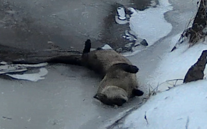North American River Otter photographed in Virginia