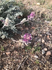 Astragalus mollissimus
