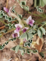 Astragalus pringlei