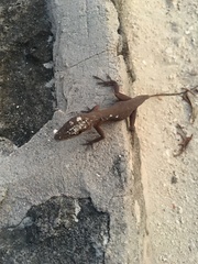 Anolis smaragdinus