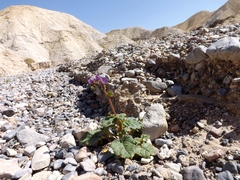 Phacelia calthifolia