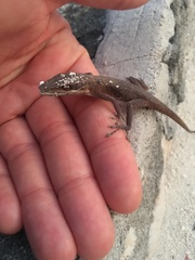 Anolis smaragdinus