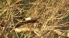 Cyanocorax cyanopogon