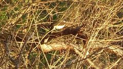 Cyanocorax cyanopogon