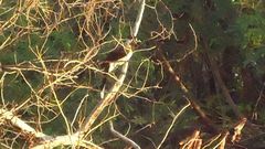 Cyanocorax cyanopogon