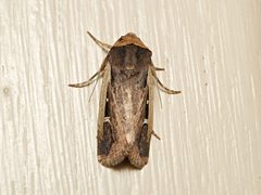 Proteuxoa tortisigna
