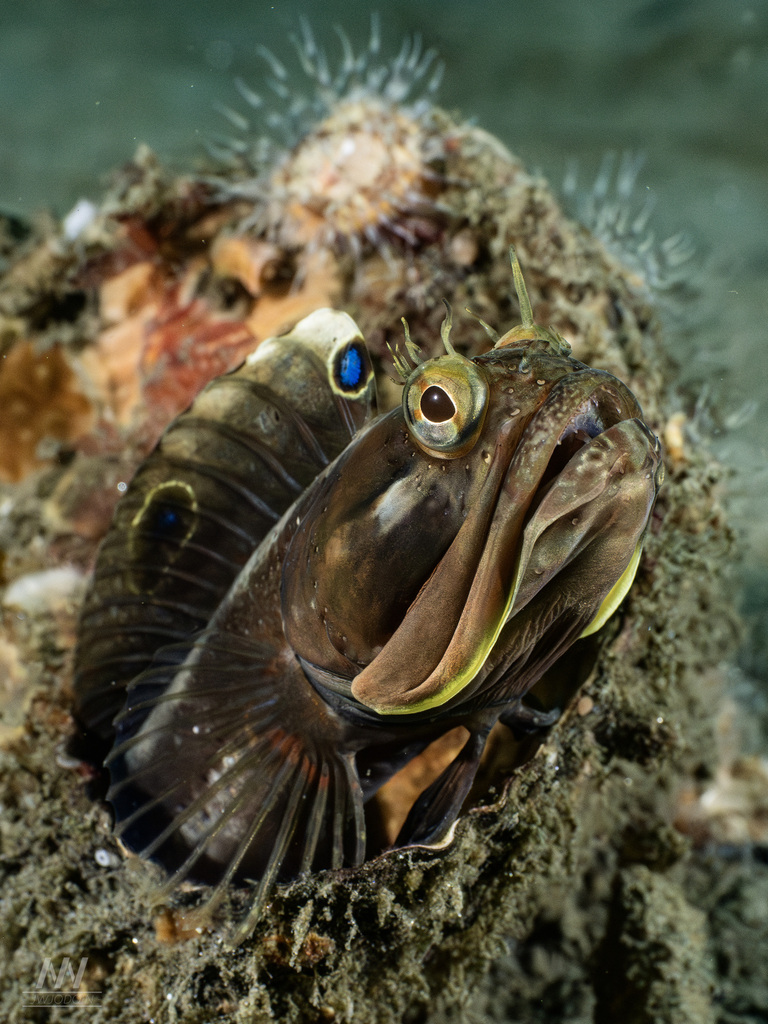Fringeheads