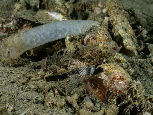 Yellowchin sculpin (Icelinus quadriseriatus) — Cottidae
