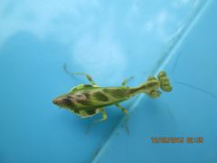 Acontista multicolor