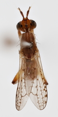 Dichetophora biroi