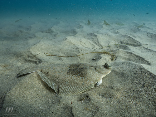 Diamond turbot (Hypsopsetta guttulata) — Pleuronectidae