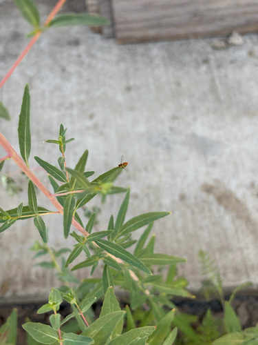 Unknown species found near Cantrece St, Cerritos, CA, US
