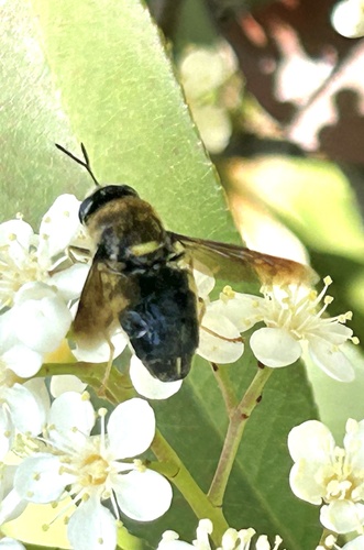 Unknown species found near Westwood Ct, Allen, TX, US
