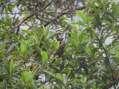 Synallaxis brachyura