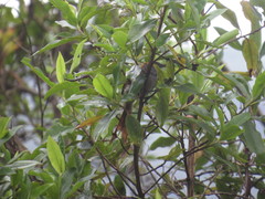 Synallaxis brachyura