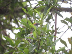 Synallaxis brachyura