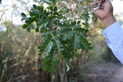Piptadenia obliqua