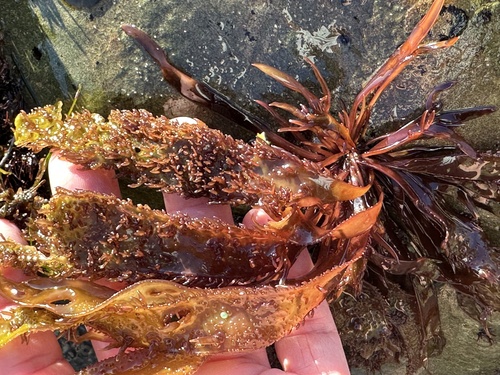 Chondracanthus spinosus observed 2026-03-23