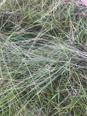 Poa morrisii