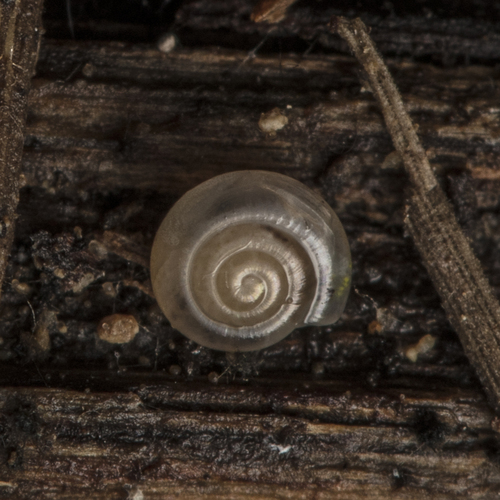 Milky Crystal-snail, Barcelona, Spain, photo 8 of 10