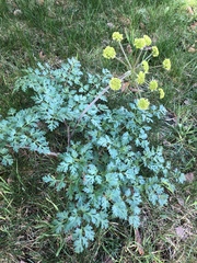 Lomatium californicum
