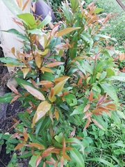 Syzygium myrtifolium