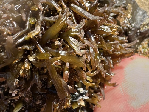 Lawn alga (Chondracanthus canaliculatus)