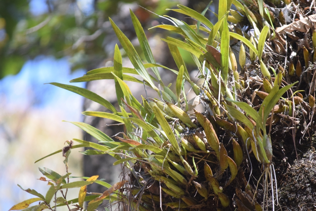 Prosthechea squalida; photograph (c) Alberto Alcalá, some rights reserved (CC BY)