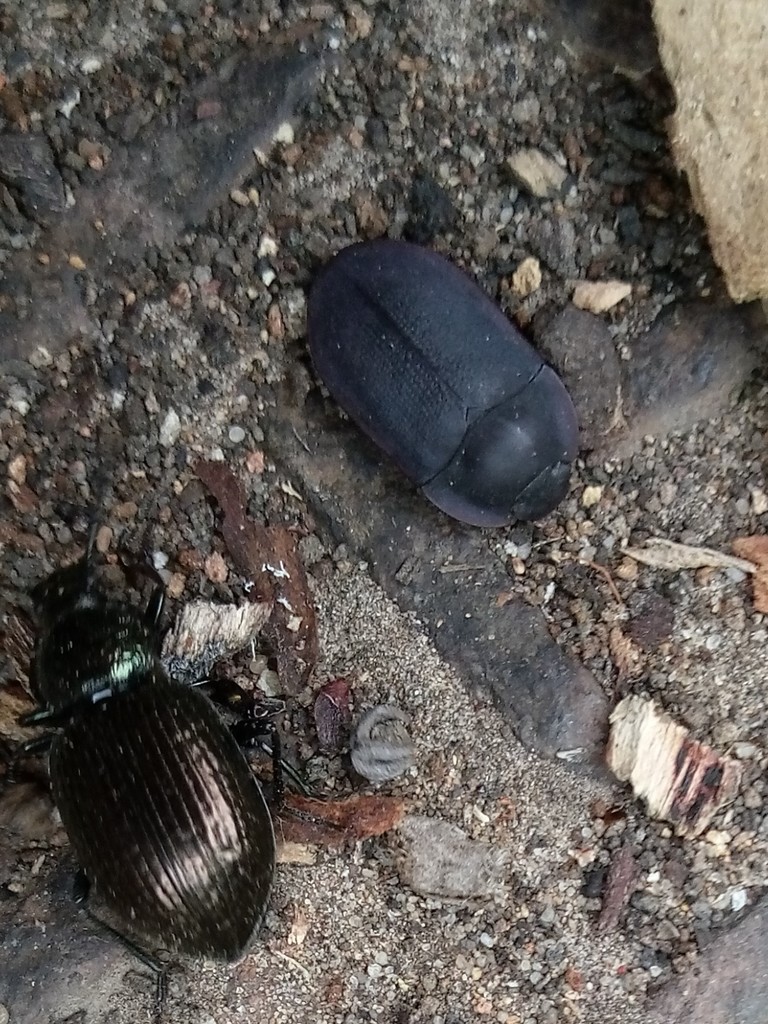 blue piedish beetles from Nangkita SA 5210, Australia on March 05