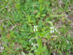 Valerianella