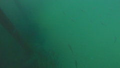 Caranx caninus