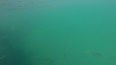 Caranx caninus