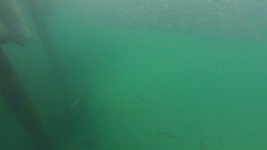 Caranx caninus