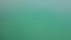Caranx caninus