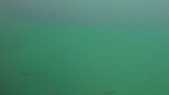 Caranx caninus
