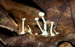 Resinomycena rhododendri