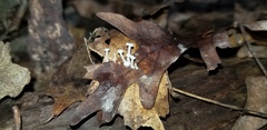 Resinomycena rhododendri