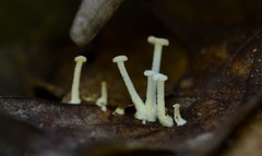 Resinomycena rhododendri